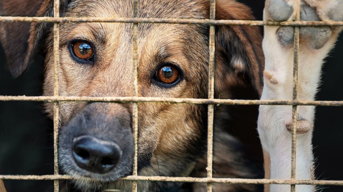 Halter muss dringend Hund abgeben: Ein Leitfaden für